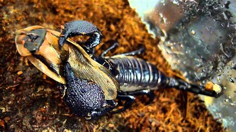 The life cycle and reproductive strategies of curse nade scorpions